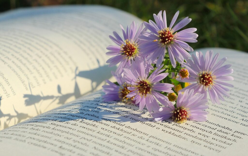 flowers, flower wallpaper, flower background, beautiful flowers, asters, nature, book