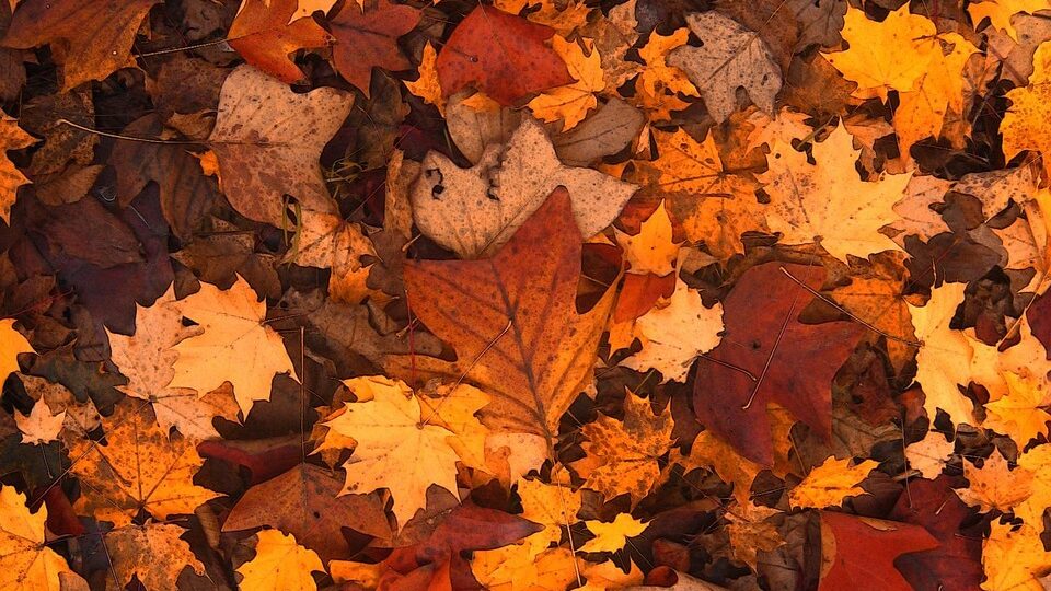 autumn, leaves, foliage, fall, brown leaves, forest, nature, autumn, autumn, autumn, autumn, autumn, leaves, leaves, fall, fall, fall, forest
