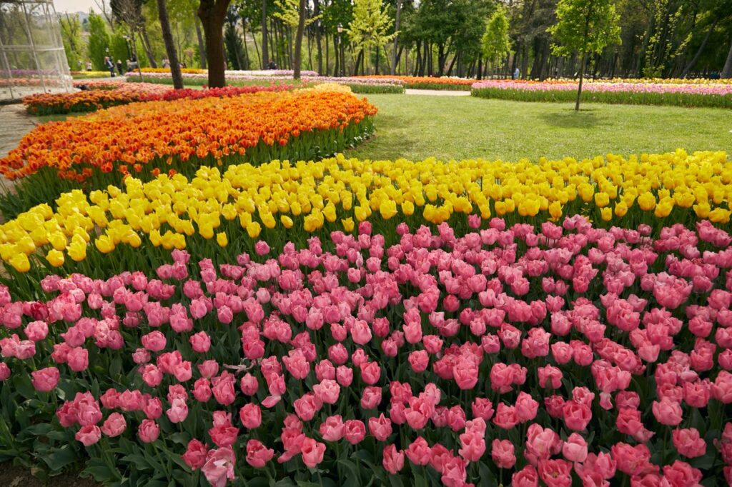 A colorful array of tulips in a vibrant garden setting, showcasing pink, yellow, and orange hues.