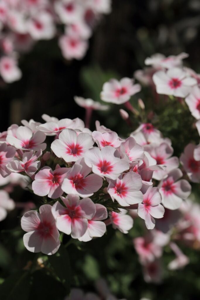 Vibrant pink and white Phlox flowers captured during summer in full bloom.